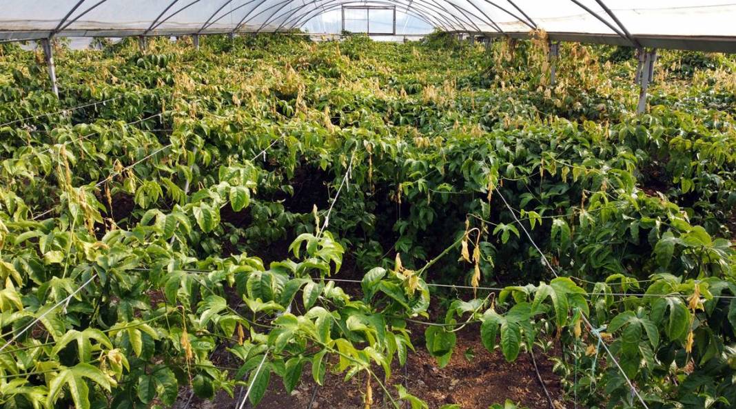 Bu meyve zengin ediyor: Kilosu 200 TL! 10 yıl boyunca ürün veriyor, ilk yılda 300 kg, beşinci yıldan sonra 2 ton 1